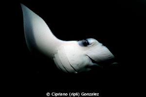 Manta estudio I by Cipriano (ripli) Gonzalez 